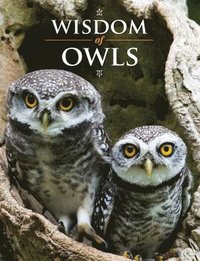 Wisdom of Owls