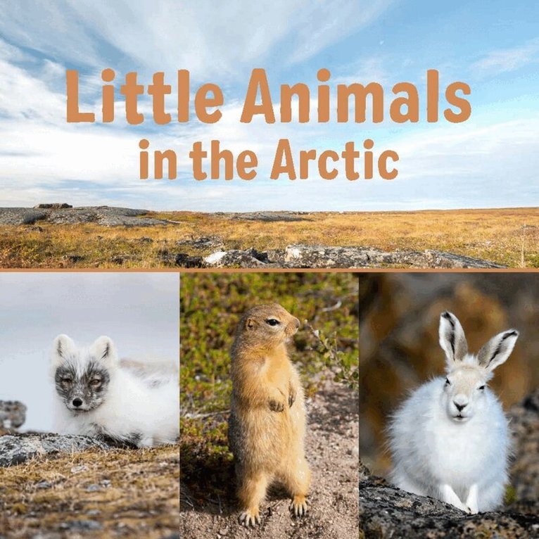 Arvaaq Press - Little Animals in the Arctic, Häftad
