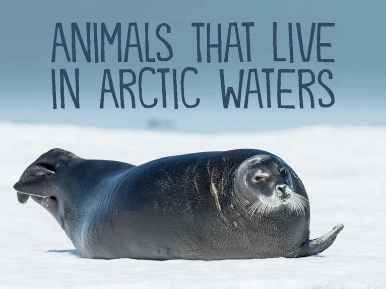 Arvaaq Press - Animals That Live in Arctic Waters, Häftad