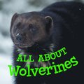 All about Wolverines