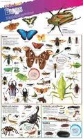 DKfindout! Bugs Poster