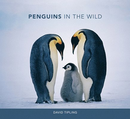 David Tipling - Penguins in the Wild, Inbunden