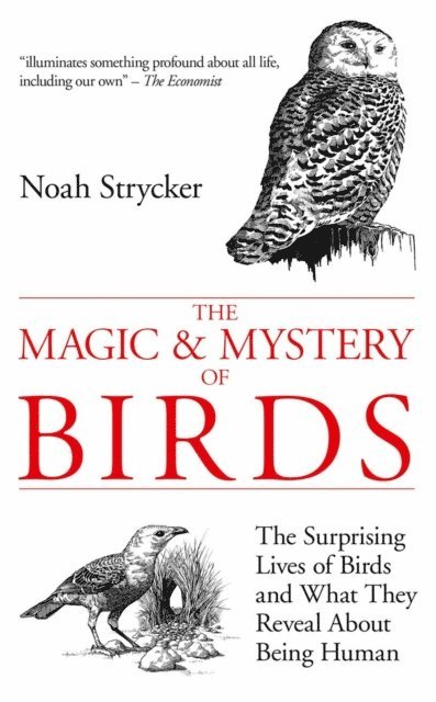 Noah Strycker - Magic & Mystery of Birds, E-bok