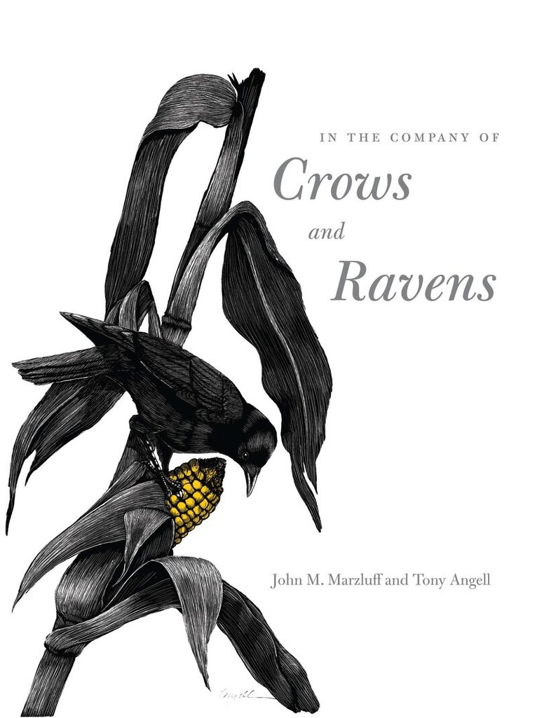 John M. Marzluff, Tony Angell - In the Company of Crows and Ravens, Häftad