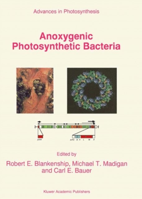 C.E. Bauer, Michael T. Madigan, R.E. Blankenship - Anoxygenic Photosynthetic Bacteria, E-bok