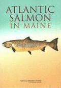 Atlantic Salmon in Maine