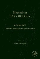 Brandt Eichman - The DNA Replication-Repair Interface, Inbunden