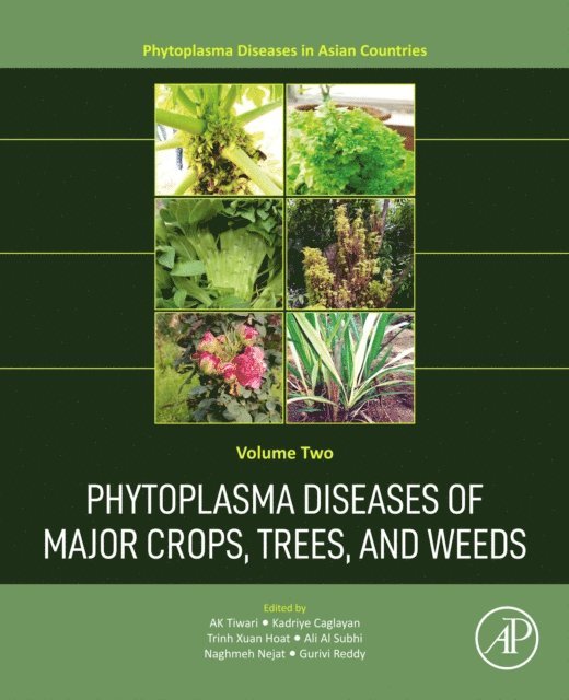 Gurivi Reddy, Naghmeh Nejat, Ali Masoud Al-Subhi, Trinh Xuan Hoat, Kadriye Caglayan, A.K. Tiwari - Phytoplasma Diseases of Major Crops, Trees, and Weeds, E-bok