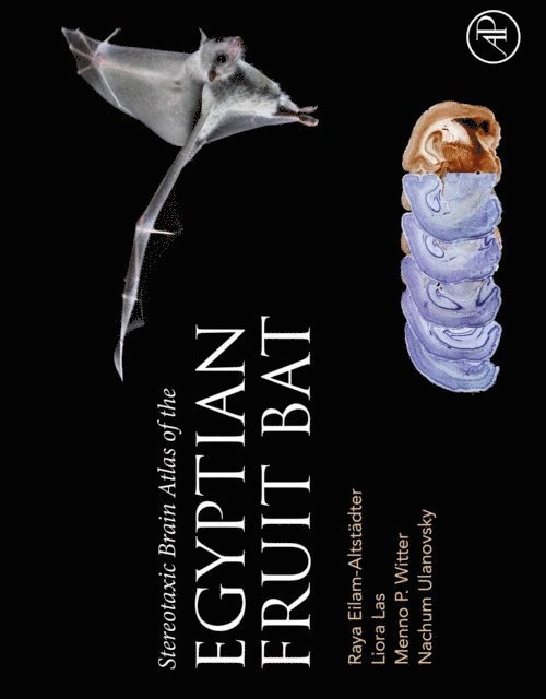 Nachum Ulanovsky, Menno Witter, Liora Las, Raya Eilam-Altstadter - Stereotaxic Brain Atlas of the Egyptian Fruit Bat, E-bok