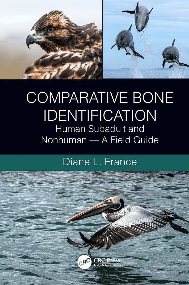 Diane L. France - Comparative Bone Identification, Häftad. Tillgänglighet: Tillfälligt slut