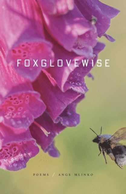 Ange Mlinko - Foxglovewise, E-bok