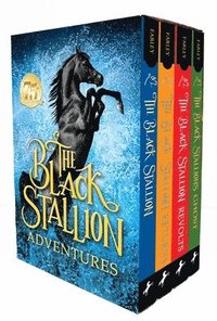 Black Stallion Adventures