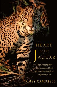 Heart of the Jaguar