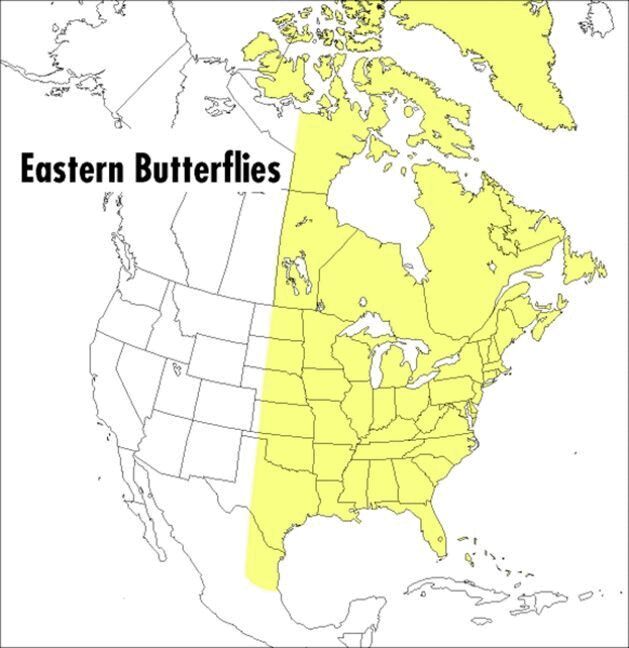 Roger Tory Peterson - Peterson Field Guide To Eastern Butterflies, A, Häftad