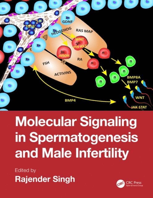Rajender Singh - Molecular Signaling in Spermatogenesis and Male Infertility, E-bok