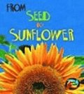 From Seed To Sunflower