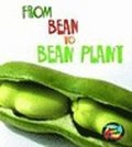 From Bean To Bean Plant