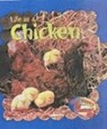 Life As A Chicken