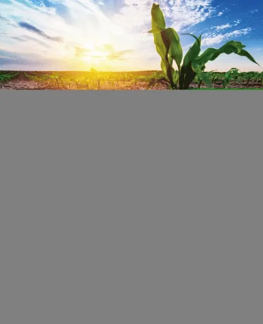 Tongmin Sa - Beneficial Microbes for Sustainable Agriculture under Stress Conditions, E-bok. Tillgänglighet: Lägg i varukorg