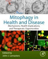 John J. Lemasters - Mitophagy in Health and Disease, Häftad