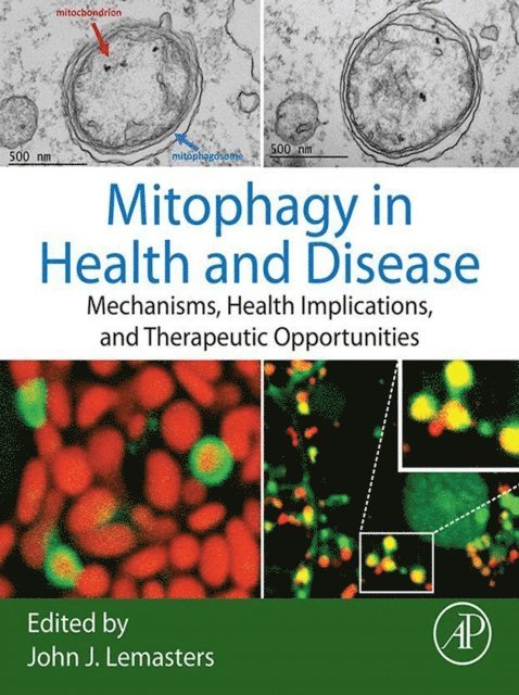 John J. Lemasters - Mitophagy in Health and Disease, E-bok