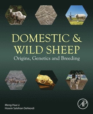 Domestic and Wild Sheep