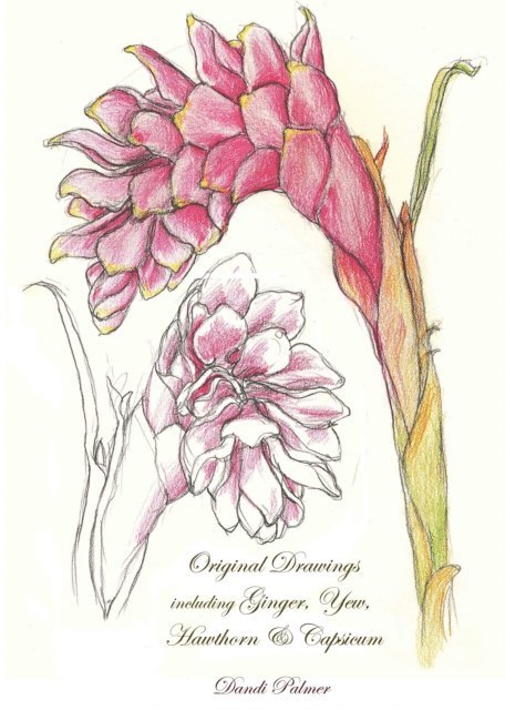 Dandi Palmer - Original Drawings Including Ginger, Yew, Hawthorn & Capsicum, E-bok