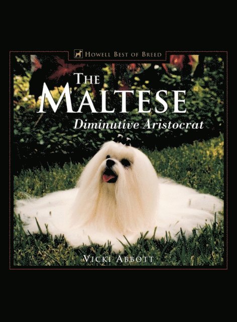 Maltese