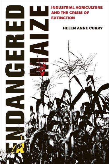 Endangered Maize av Helen Anne Curry