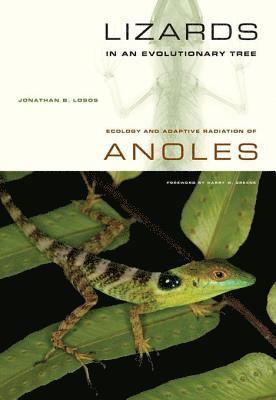 Jonathan Losos - Lizards in an Evolutionary Tree, E-bok