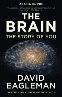 Brain