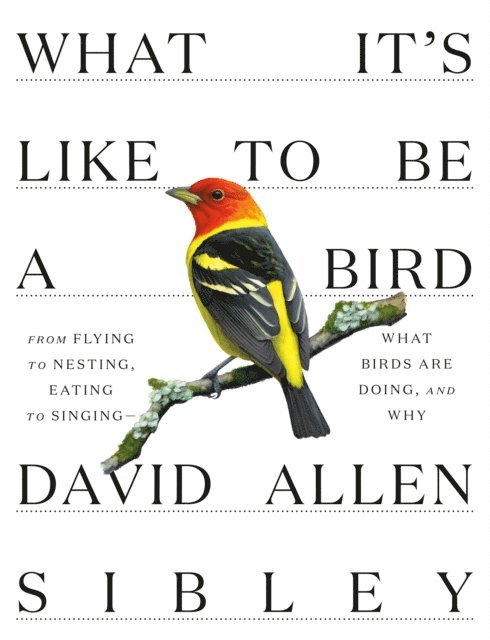 David Allen Sibley - What It's Like to Be a Bird, E-bok