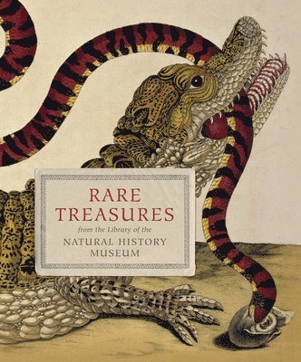 Rare Treasures av Judith Magee
