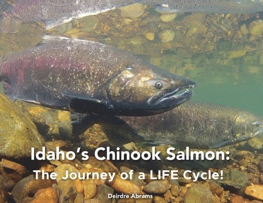 Idaho's Chinook Salmon