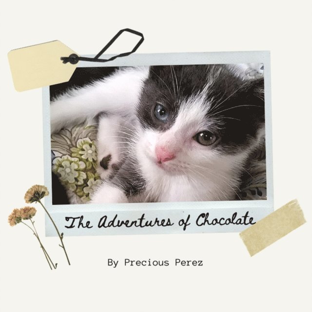 Adventures of Chocolate