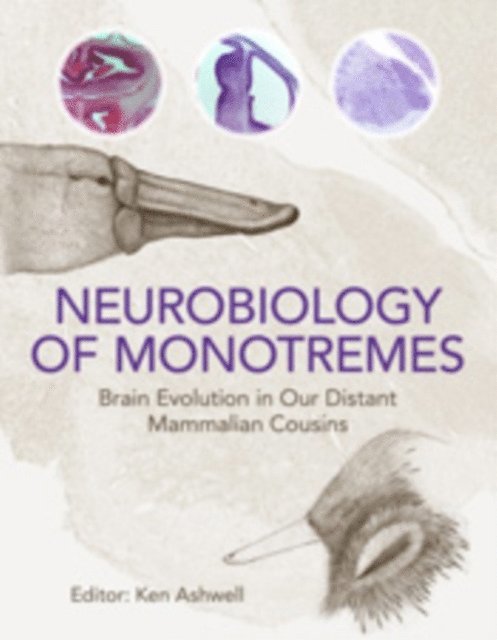 Ken Ashwell - Neurobiology of Monotremes, E-bok