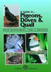 Pigeons, Doves and Quail
