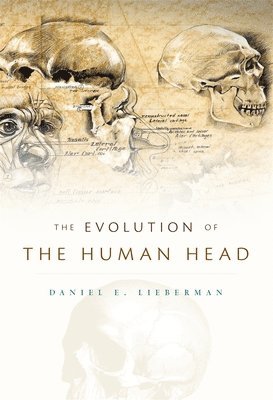Daniel E. Lieberman - Evolution of the Human Head, Inbunden