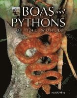 Boas and Pythons of the World
