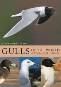 Gulls of the World: A Photographic Guide