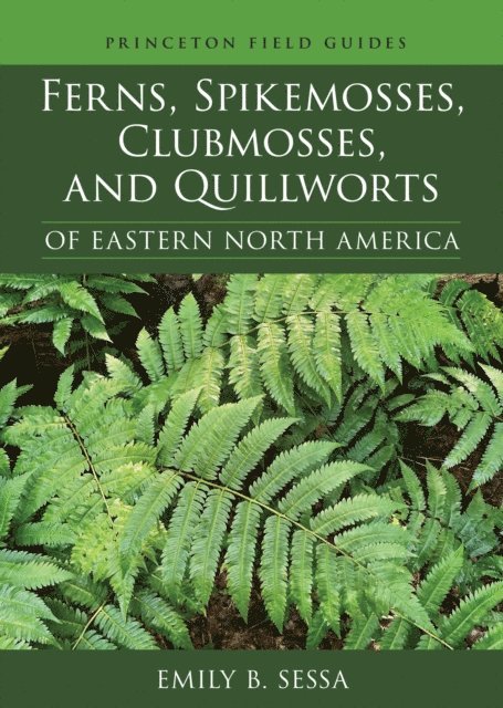 Emily Sessa - Ferns, Spikemosses, Clubmosses, and Quillworts of Eastern North America, E-bok