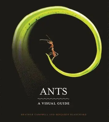 Ants