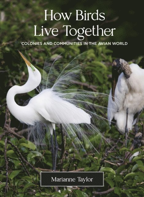 Marianne Taylor - How Birds Live Together, E-bok