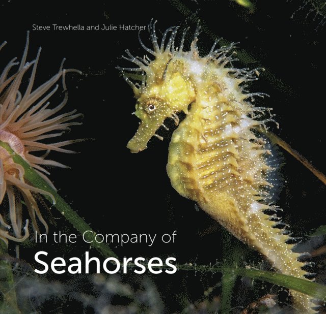 Julie Hatcher, Steve Trewhella - In the Company of Seahorses, E-bok