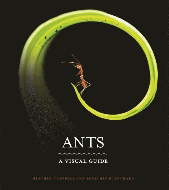 Benjamin Blanchard, Heather Campbell - ANTS, Inbunden