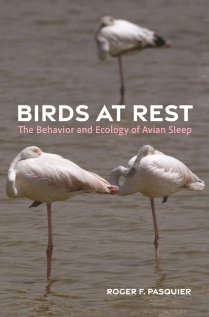 Roger Pasquier - Birds at Rest, E-bok. Tillgänglighet: Lägg i varukorg