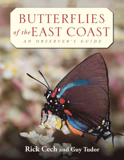 Butterflies of the East Coast