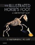 Illustrated Horse's Foot