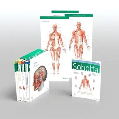 Friedrich Paulsen, Jens Waschke - Sobotta Atlas of Anatomy, Package, 17th ed., English/Latin, Häftad