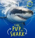 Lifecycles - Pup To Shark